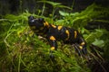 Fire salamander, Salamandra salamandra, sitting on a mossy stone in Protected Landscape Area Krivoklatsko in Czech Republic