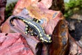 Fire Salamander sitting on red jasper Royalty Free Stock Photo