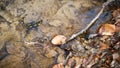 Fire salamander sitting in water in spring nature. Royalty Free Stock Photo