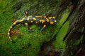 Fire Salamander, spotted amphibian on the tree trunk with green moss. Black animal with yellow spots. Animal in the forest habitat