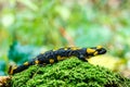 Fire salamander, stained Royalty Free Stock Photo