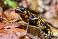 Fire salamander Royalty Free Stock Photo