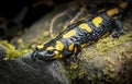 fire salamander (Salamandra salamandra) sitting on a rock black and yellow toxic toxicity danger b Royalty Free Stock Photo