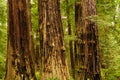 Fire scarred trees in California Royalty Free Stock Photo