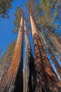 Fire Scarred Trunks on Survivor Sequoias Royalty Free Stock Photo