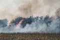 Fire set on corn field.Burning corn field after the harvest