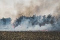 Fire set on corn field.Burning corn field after the harvest