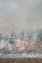 Fire set on corn field.Burning corn field after the harvest