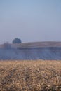 Fire set on corn field.Burning corn field after the harvest