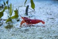 Fire shrimp, blood shrimp, scarlet cleaner shrimp Lysmata debelius.