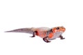 Fire Skink isolated on white Royalty Free Stock Photo