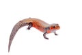 Fire Skink isolated on white Royalty Free Stock Photo