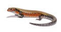 Fire skink, Mochlus fernandi, isolated Royalty Free Stock Photo