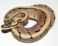 Fire Spider Royal Python hatchling Royalty Free Stock Photo