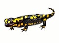 Fire spotted salamander