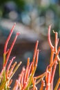 Fire Stick Cactus