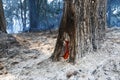 Fire still burns inside tree after bushfire Royalty Free Stock Photo