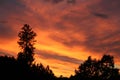 Fire Sunset with silhouette trees