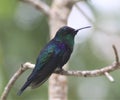 Fire-Throated Hummingbird on a Forest Tree Limb Royalty Free Stock Photo