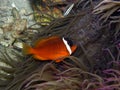 Fire Tomato Clown Fish in purple anemone Royalty Free Stock Photo