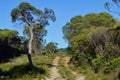 A fire trail through bushland in the Blue Mountains of Australia Royalty Free Stock Photo