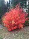 Fire tree