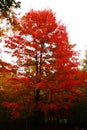 Fire tree