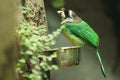 Fire-tufted barbet