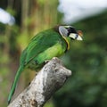 The fire-tufted barbet is a species of bird in the Asian barbet family Megalaimidae.where it inhabits tropical moist lowland and