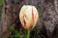 Red and White Fire Tulip Bulb