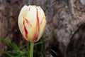 Red and White Fire Tulip Bulb 04