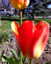 Fire tulip