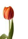 Fire tulip on a white background