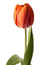 Fire tulip on a white background