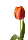Fire tulip on a white background