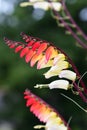 Fire vine ipomoea lobata Royalty Free Stock Photo