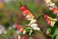 Fire vine ipomoea lobata flowers Royalty Free Stock Photo