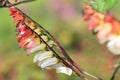Fire vine ipomoea lobata flowers Royalty Free Stock Photo