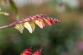 Fire vine ipomoea lobata flowers Royalty Free Stock Photo