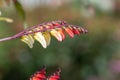 Fire vine ipomoea lobata flowers