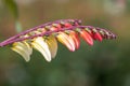 Fire vine ipomoea lobata flowers