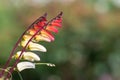 Fire vine ipomoea lobata flowers