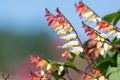 Fire vine ipomoea lobata flowers Royalty Free Stock Photo