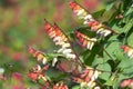 Fire vine ipomoea lobata flowers Royalty Free Stock Photo