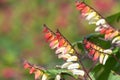 Fire vine ipomoea lobata flowers Royalty Free Stock Photo
