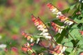 Fire vine ipomoea lobata flowers