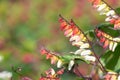 Fire vine ipomoea lobata flowers Royalty Free Stock Photo