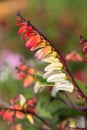 Fire vine ipomoea lobata flowers Royalty Free Stock Photo