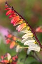 Fire vine ipomoea lobata flowers Royalty Free Stock Photo