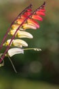 Fire vine ipomoea lobata flowers Royalty Free Stock Photo